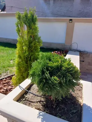 two trees in a white planter in a garden at Stella Guesthouse in Sapareva Banya