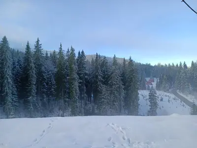 a snow covered field with a forest of trees at Dobi's Apartment Elit47 at Elit Pamporovo in Pamporovo