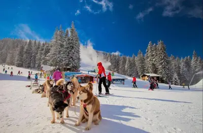 a group of dogs sitting in the snow at Grand Monastery Deluxe Pamporovo 5 B 3 in Pamporovo