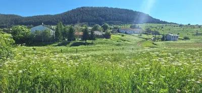 a field of flowers in the middle of a field at Kassandrov Guest House Ravnogor/ Касандрова къща Равногор in Yasă-Koriya