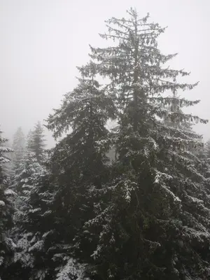 a large pine tree with snow on its branches at Borovets Forest view (A56) in Borovets