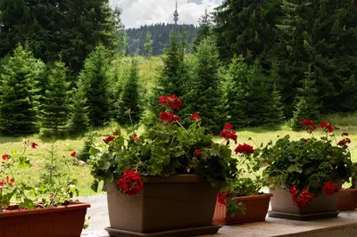 three potted plants with red flowers in a garden at Hotel Niken in Pamporovo