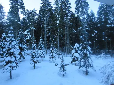 a group of trees with snow on them at Flora Violet Studio Apartment nr 10 in Borovets