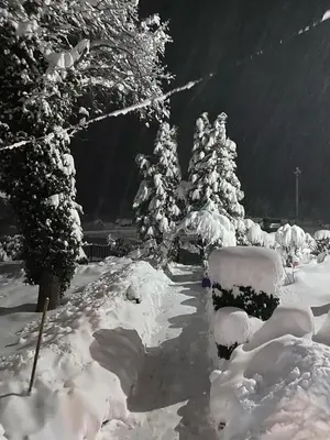 a group of trees covered in snow in a yard at Orehite Guest House in Samokov