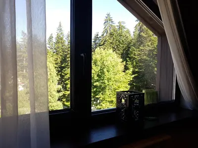 a window with a view of trees in a forest at PinePino Borovets, aparthotel Borovets Gardens A60 in Borovets