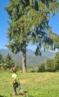 a young child running in a field with a tree at Villa Mischa in Grashtitsa