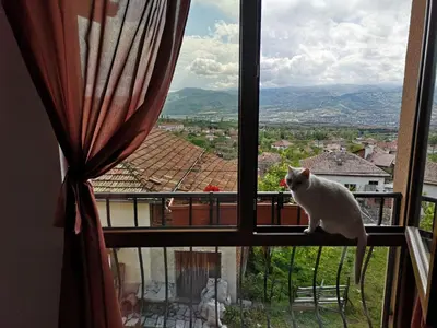 a white cat sitting on a window sill looking out at VillaPo in Ilindentsi