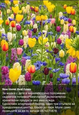 a poster of a field of colorful flowers at THE CENTER Apartments Comfort 3 in Sandanski