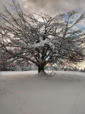 a tree covered in snow in a snow covered field at Kolimechkov Apartments Borovets in Borovets