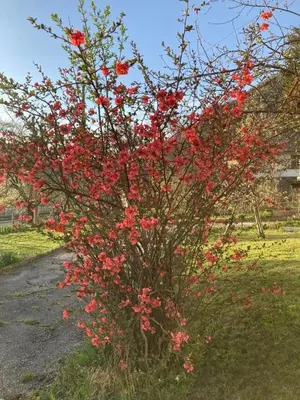 a flowering tree with red flowers in a yard at Самостоятелни стаи в къща за гости Балкан in Ribarica
