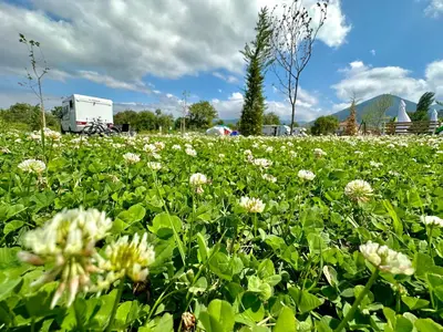 a field of flowers with a truck in the background at 7 Lakes camping in Sapareva Banya