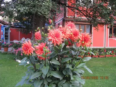 a bush of orange flowers in front of a red house at Family Hotel Kalina in Koprivshtitsa