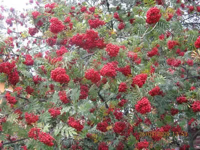 a bunch of red berries on a tree at Family Hotel Kalina in Koprivshtitsa