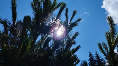 a view of a palm tree against a blue sky at Хижа Ловна в Рила in Panichishte