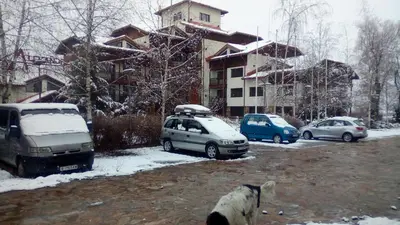 a dog standing next to parked cars in a parking lot at Alexander 3327 in Bansko