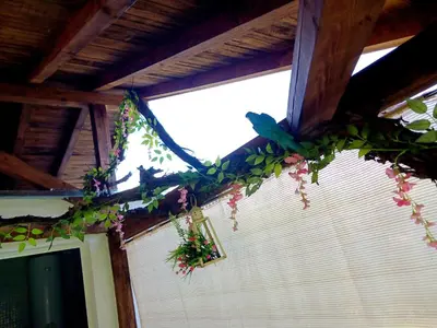 a bunch of flowers hanging from a ceiling at Къща за гости Рупите , Guest House Relax Rupite in Rupite