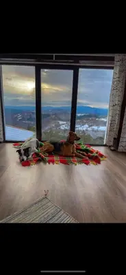 a dog laying on the floor in front of a window at Александрова вила 1 in Zlatograd