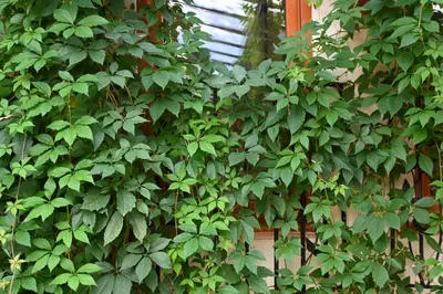 a green plant is growing on a wall at Villa Magicland in Sofia