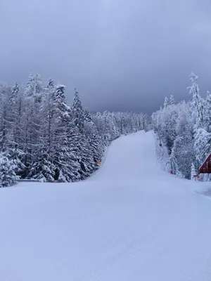 a snow covered road with trees in the background at Borovets Hills Apartments - Studio 33 in Borovets
