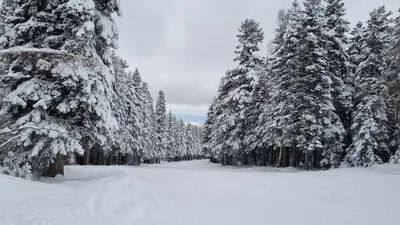 a snow covered forest of trees with snow on them at Borovets Hills Apartments - Studio 33 in Borovets