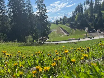a field of yellow flowers in a green field at St Trifon Guests Apartments in Pamporovo
