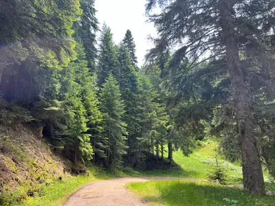 a dirt road in the middle of a forest at Arboro Flora Residence Studio in Borovets
