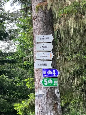 a bunch of signs on a tree at Arboro Flora Residence Studio in Borovets