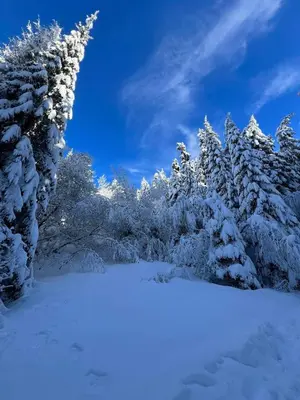 a group of snow covered trees with a blue sky at Arboro Borovets Gardens E50 in Borovets