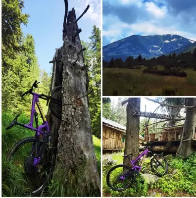 a purple bike parked next to a tree at Arboro Royal Plaza in Borovets