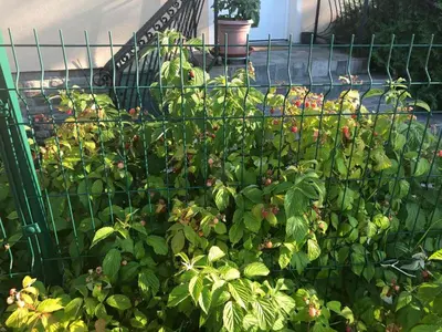 a garden with lots of plants on a fence at Lavender Suite in Dragichevo