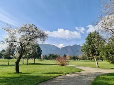a tree in a field with mountains in the background at Pirin Golf SPA Studio Mountain View Compass Property in Bansko