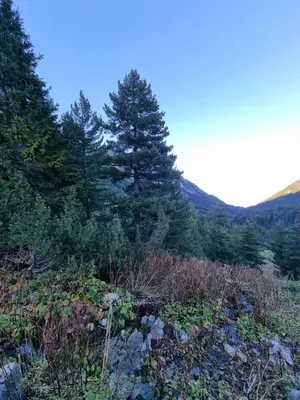 a group of pine trees on a hill with rocks at Bansko Royal Towers apartment 200m from skilift in Bansko