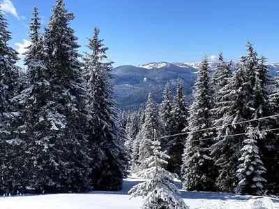 a group of trees with snow on them at 1 bedroom luxury apartment Milena -free parking in Pamporovo