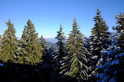 a group of christmas trees covered in snow at Your Place Borovets in Borovets