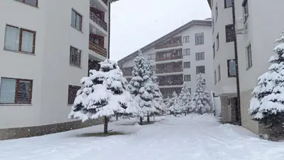 a group of trees covered in snow in front of a building at Apartment 2 Detelina Residence in Bansko
