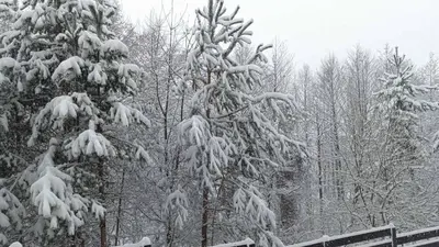 a snow covered pine tree with snow on its branches at Apartment 2 Detelina Residence in Bansko