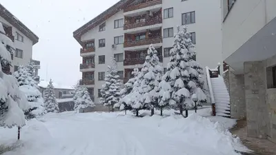 a group of trees covered in snow in front of a building at Apartment 2 Detelina Residence in Bansko