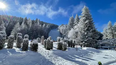 a garden covered in snow with a tree at Borovets Hills Boro Boro Studio 35m2 in Borovets