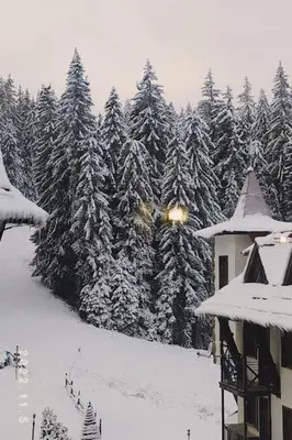 a snow covered forest of pine trees with a building at APARTAMENT-DAMO in Pamporovo